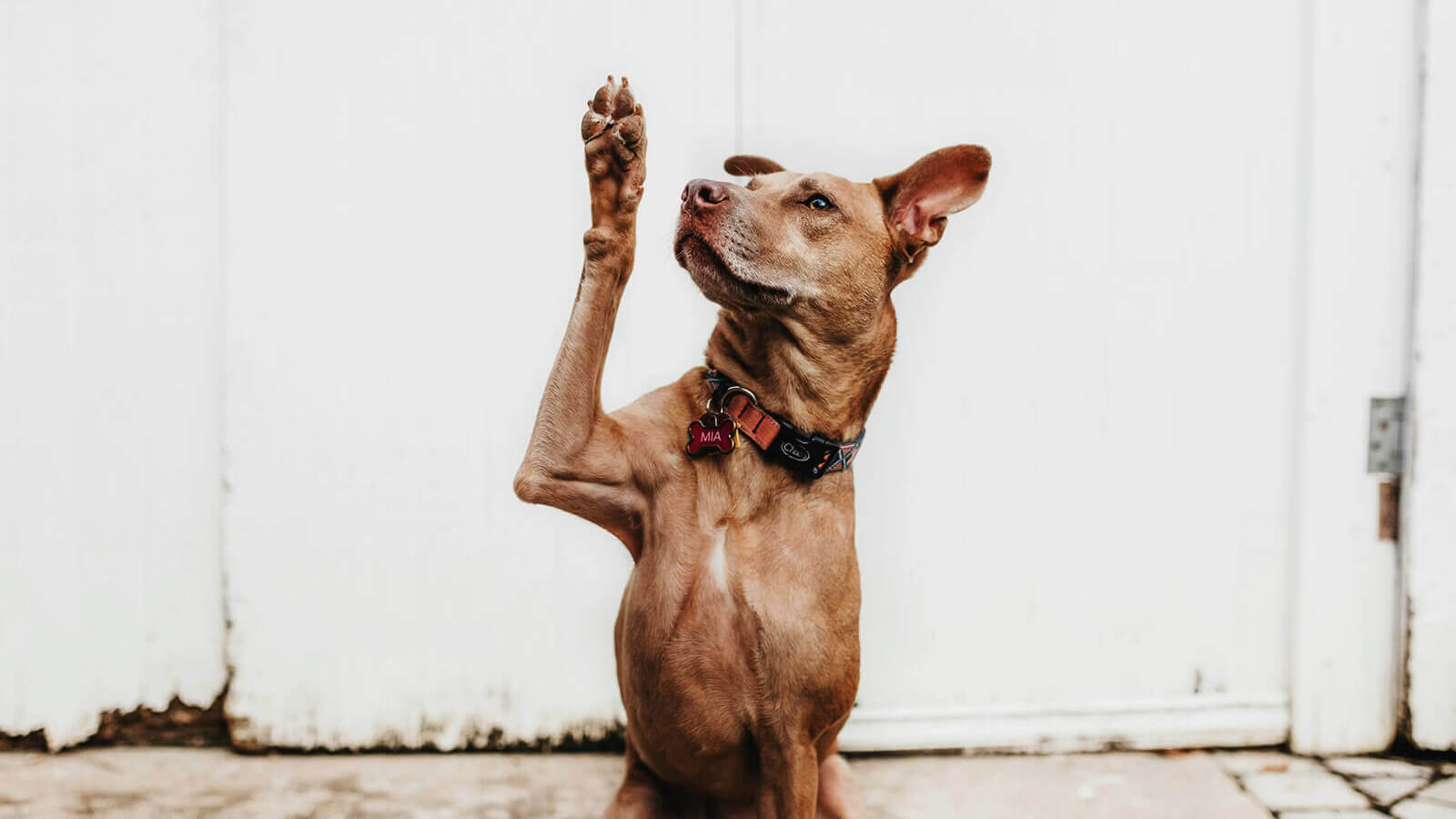 a cute brown dog raises his hand