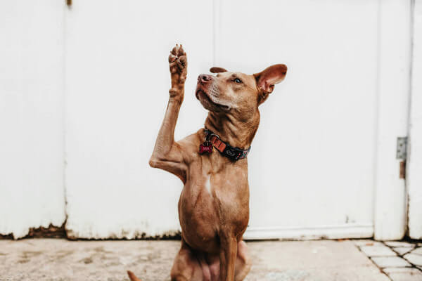 a cute brown dog raises his hand