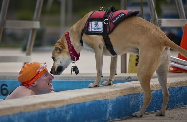 A swimmer with a disability is at the edge a pool smiling at a service dog. 